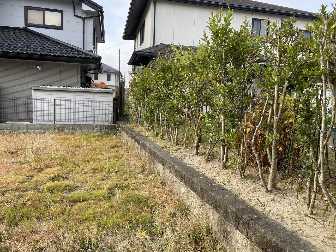 施工前の生垣と庭の境界
