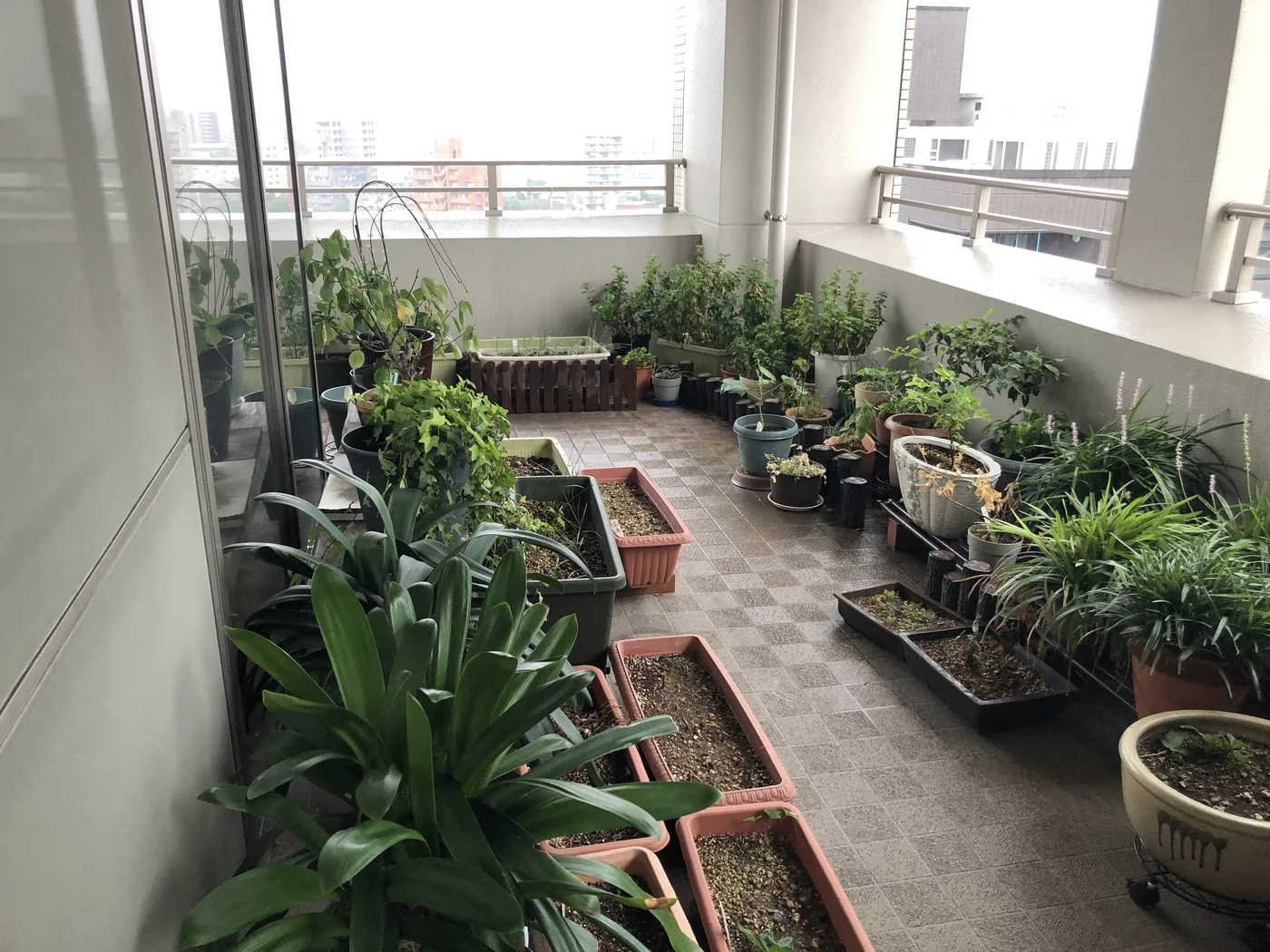 多様な植栽を並べたベランダガーデン