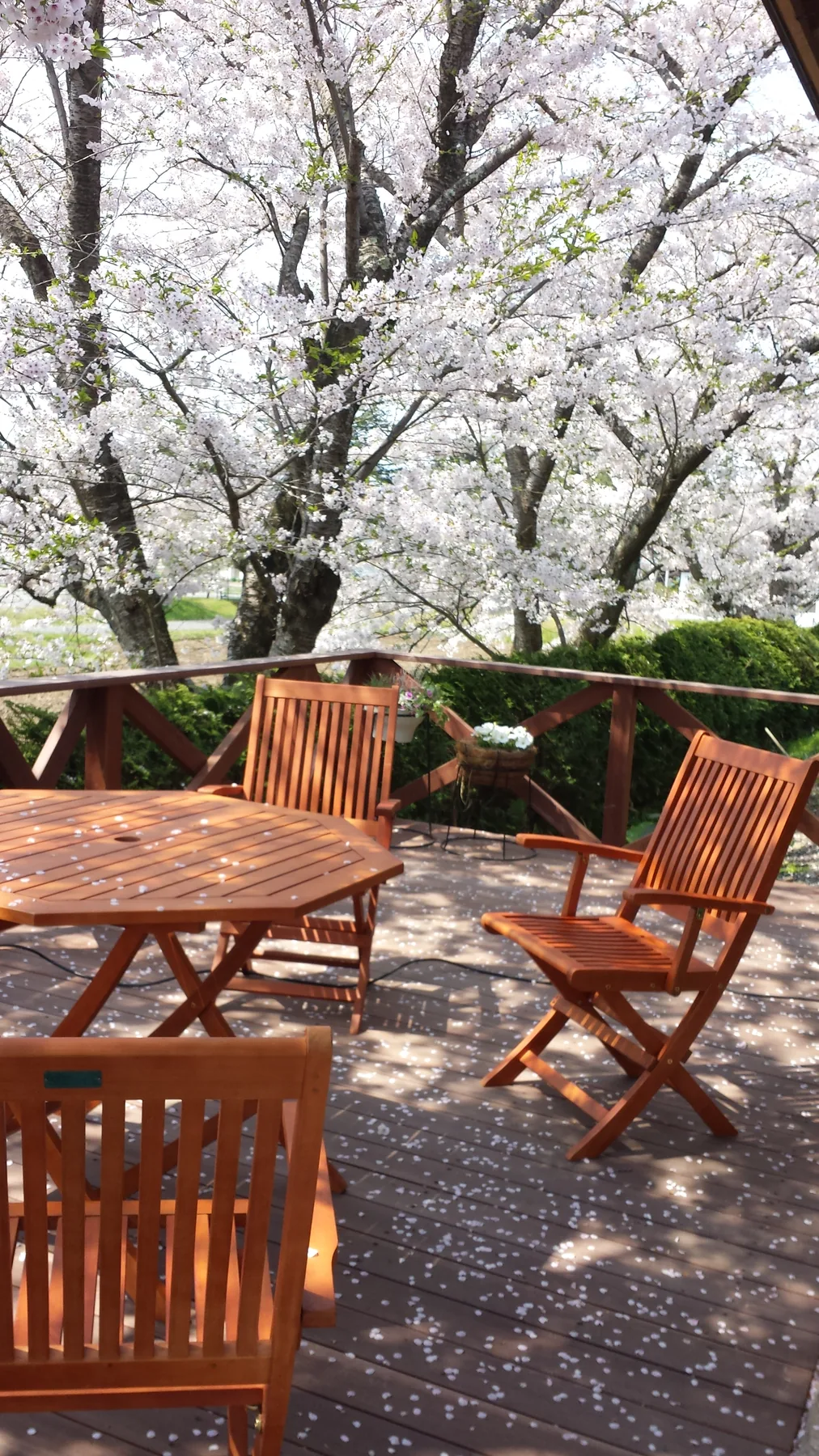 桜の花びらに囲まれたテーブルと椅子のあるデッキ