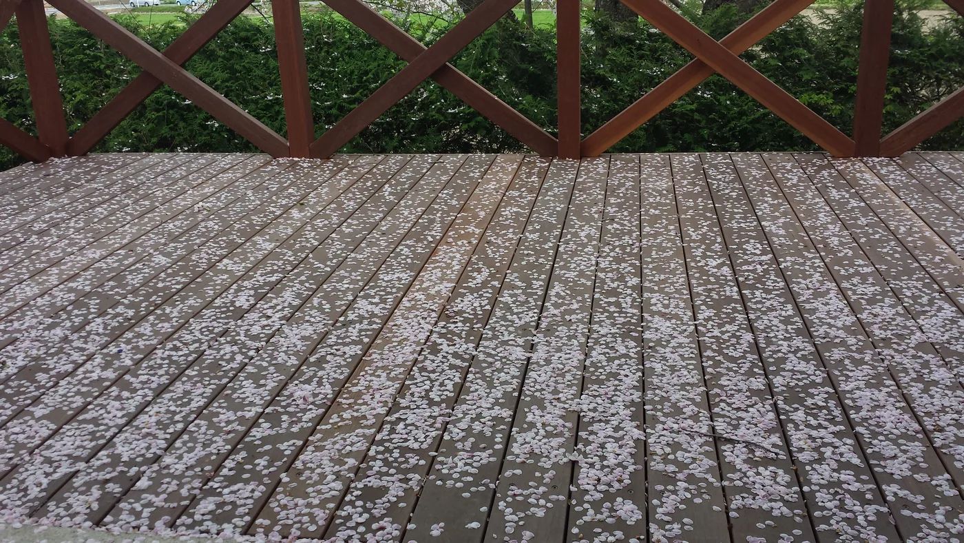 花びらが落ちたウリン床板とクロス手すりの近景