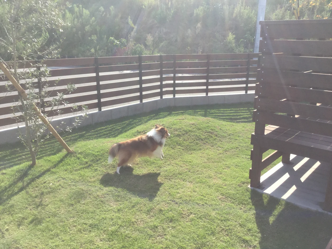 芝生の庭を走る愛犬とウリンフェンス