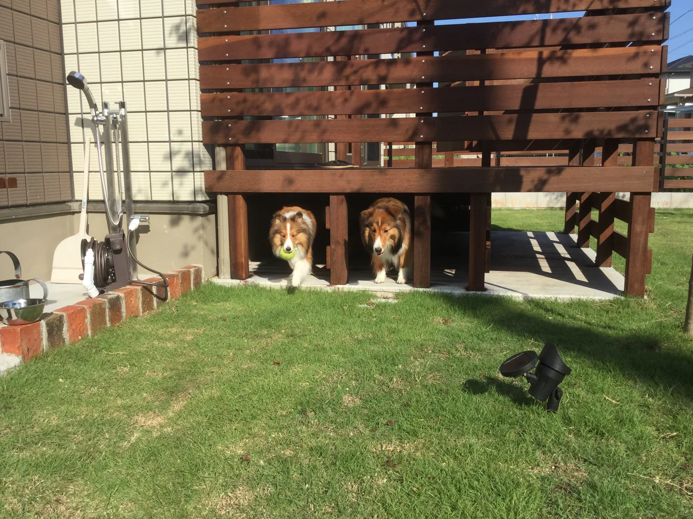 高床デッキの下で過ごす愛犬と芝生