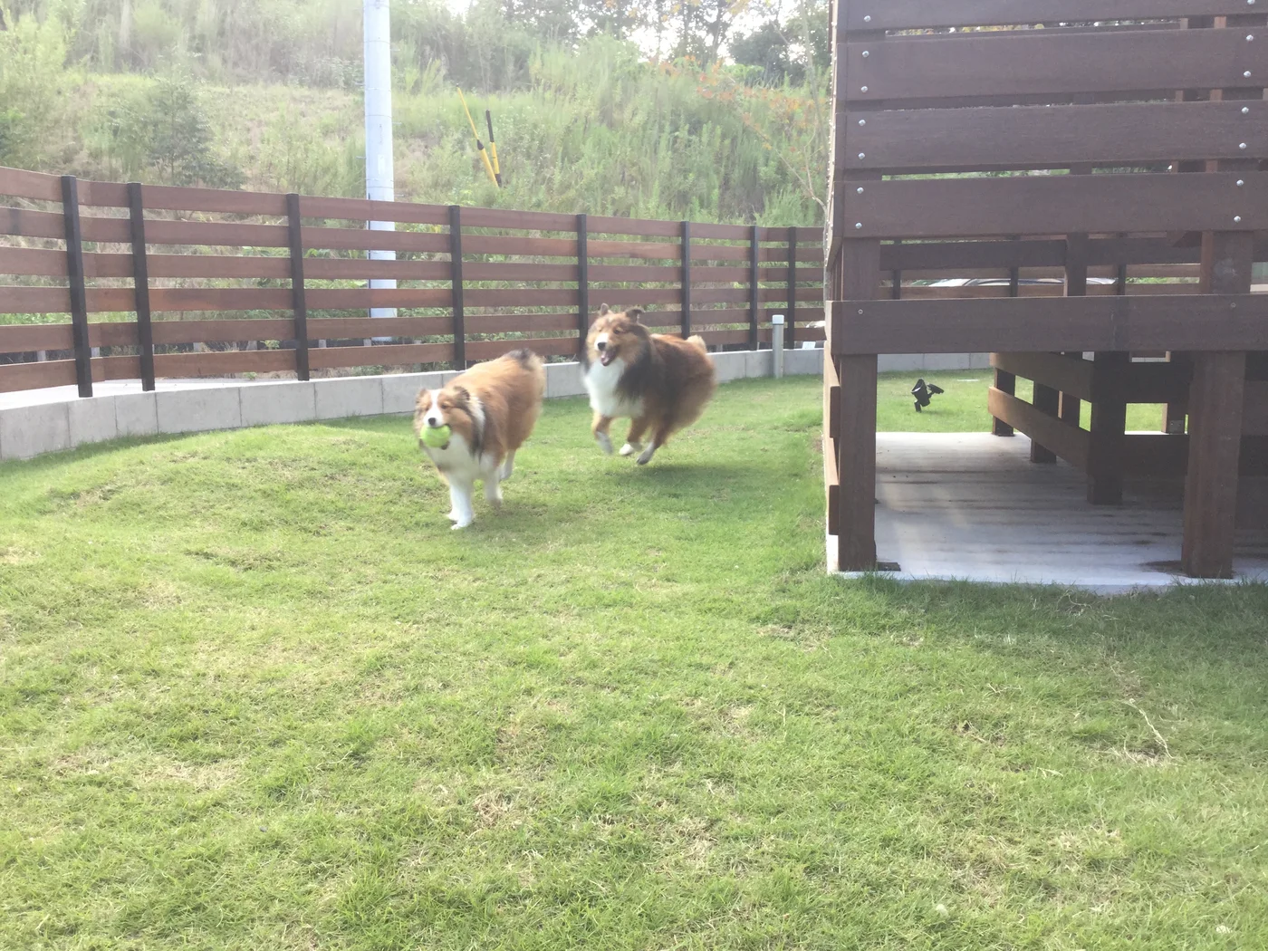 芝生のドッグランで過ごす二頭の愛犬