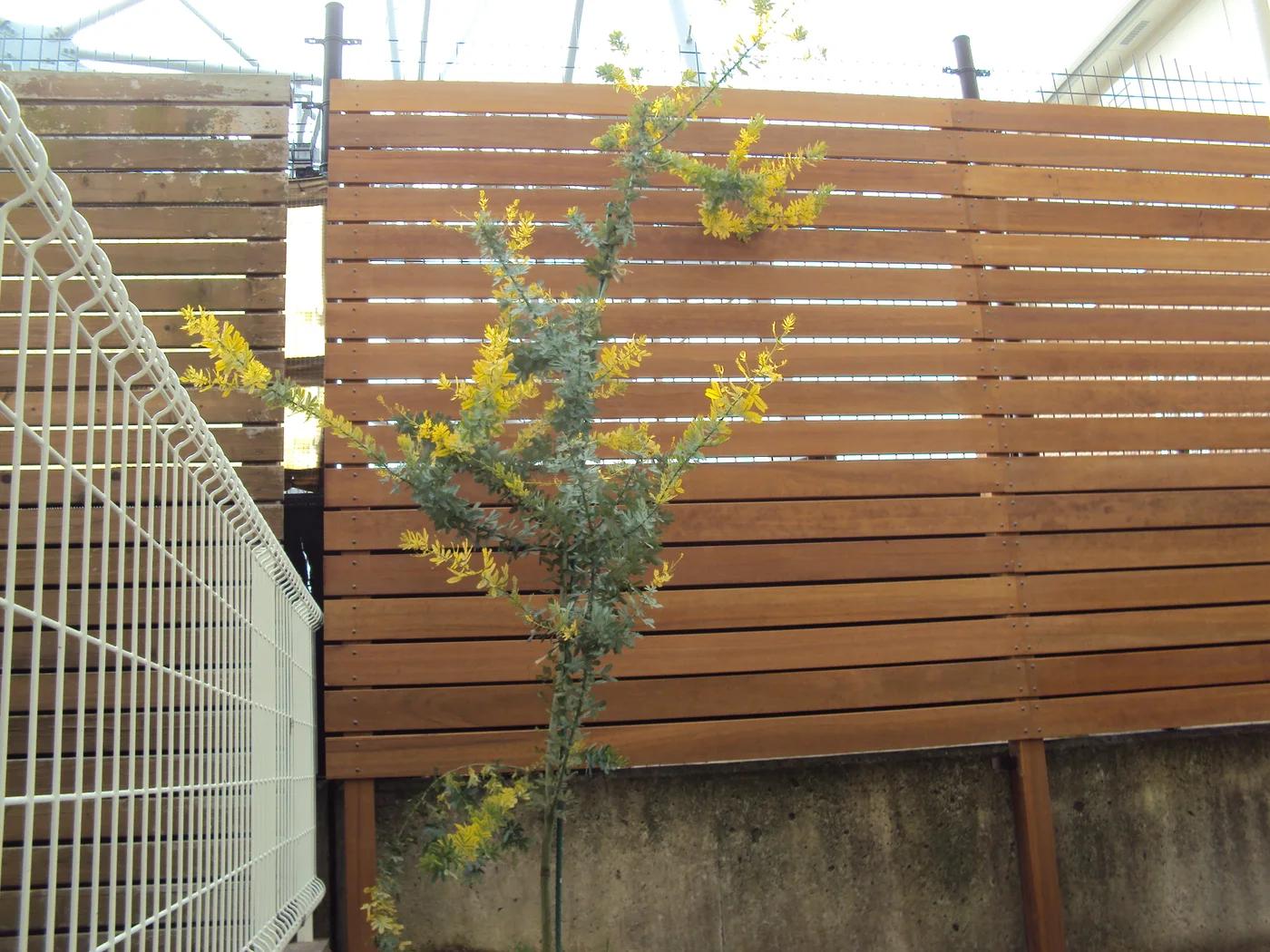 植栽を背景にしたウリン横板フェンスの端部