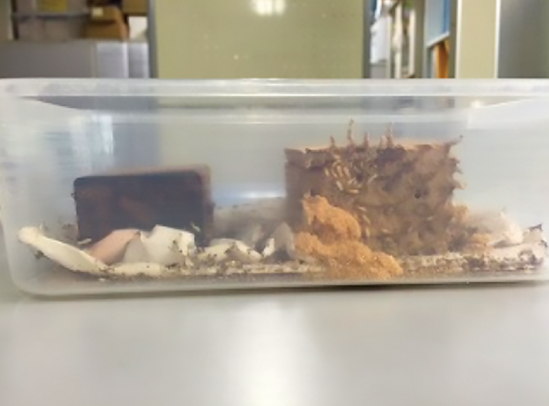 ウリンと他樹種　イエシロアリ食害実験　京都大学生存圏研究所協力