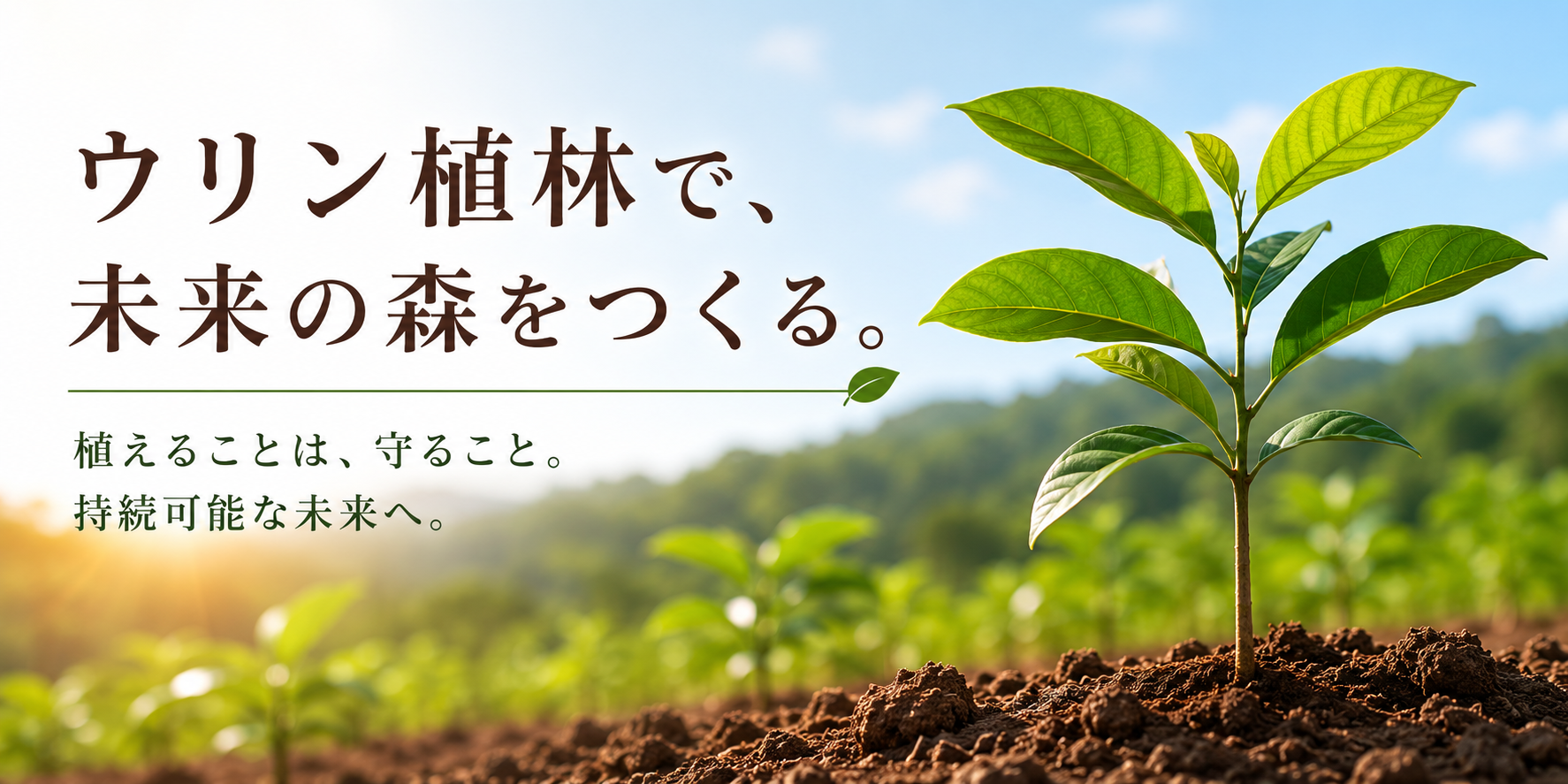 ウリン植林について